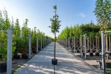 Sorbus aria hoogstam 12/14