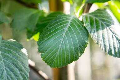 Sorbus aria hoogstam 12/14