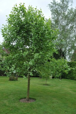 Meelbes Sorbus aria 'Lutescens' Sorbus aria 'Lutescens'