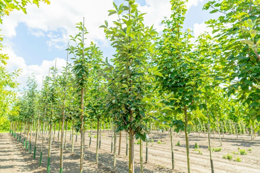 Meelbes Sorbus aria 'Magnifica' Hoogstam stamomtrek 8-10 P Sorbus aria 'Magnifica' hoogstam 8/10