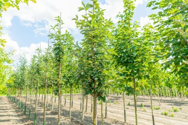 Sorbus aria 'Magnifica' hoogstam 8/10