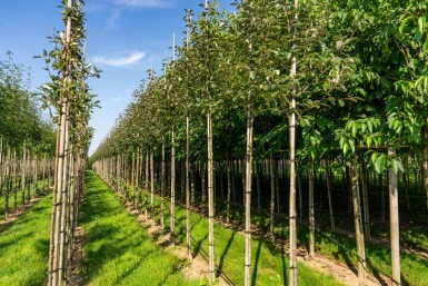 Meelbes Sorbus aria 'Magnifica' Hoogstam stamomtrek 8-10 P Sorbus aria 'Magnifica' hoogstam 8/10