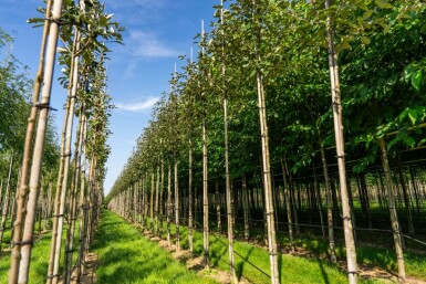 Meelbes Sorbus aria 'Magnifica' Hoogstam stamomtrek 8-10 P Sorbus aria 'Magnifica' hoogstam 8/10