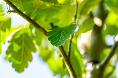 Meelbes Sorbus aria 'Magnifica' Hoogstam stamomtrek 8-10 P Sorbus aria 'Magnifica' hoogstam 8/10