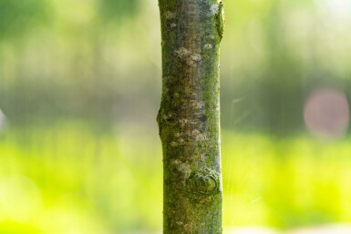 Sorbus aria 'Magnifica' hoogstam 8/10