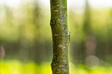 Sorbus aria 'Magnifica' hoogstam 8/10