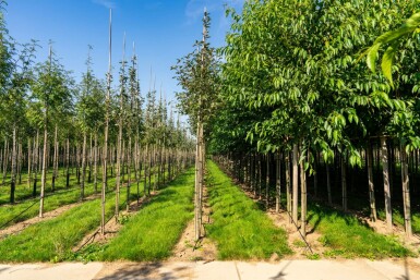 Meelbes Sorbus aria 'Magnifica' Hoogstam stamomtrek 8-10 P Sorbus aria 'Magnifica' hoogstam 8/10