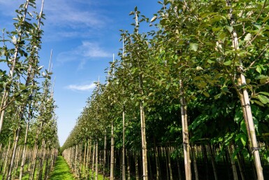 Meelbes Sorbus aria 'Magnifica' Hoogstam stamomtrek 8-10 P Sorbus aria 'Magnifica' hoogstam 8/10