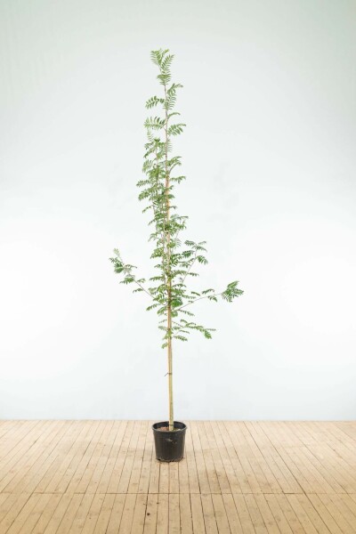 Sorbus aucuparia hoogstam 6/8