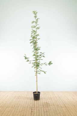 Sorbus aucuparia hoogstam