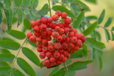 Sorbus aucuparia hoogstam