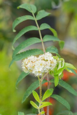 Sorbus aucuparia hoogstam 6/8