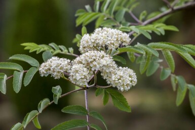 Sorbus aucuparia hoogstam 6/8