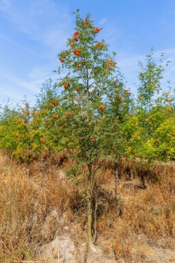 Gewone lijsterbes Sorbus aucuparia Meerstammig Sorbus aucuparia meerstammig