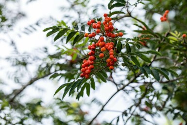 Sorbus aucuparia meerstammig 250-300