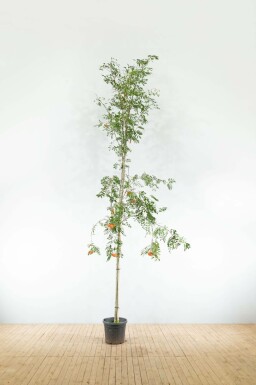 Wilde eetbare lijsterbes Sorbus aucuparia var. edulis Hoogstam Sorbus aucuparia var. edulis hoogstam