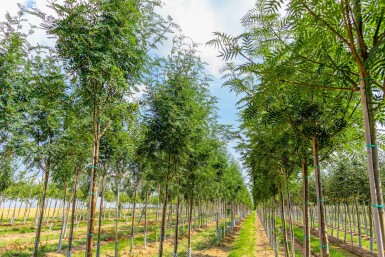 Sorbus aucuparia var. edulis hoogstam 10/12