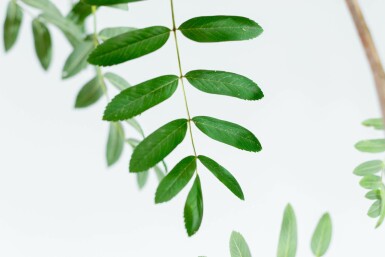 Sorbus aucuparia var. edulis hoogstam 10/12