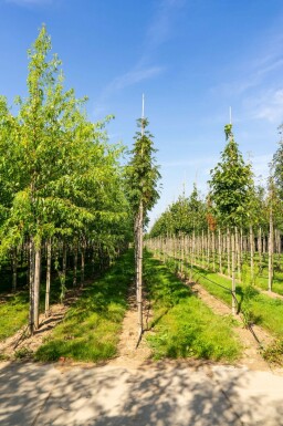 Sorbus aucuparia var. edulis hoogstam 10/12