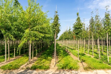 Sorbus aucuparia var. edulis hoogstam 10/12