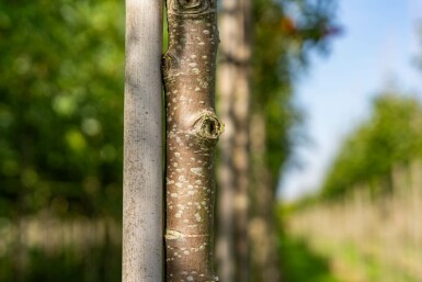Sorbus aucuparia var. edulis hoogstam 10/12