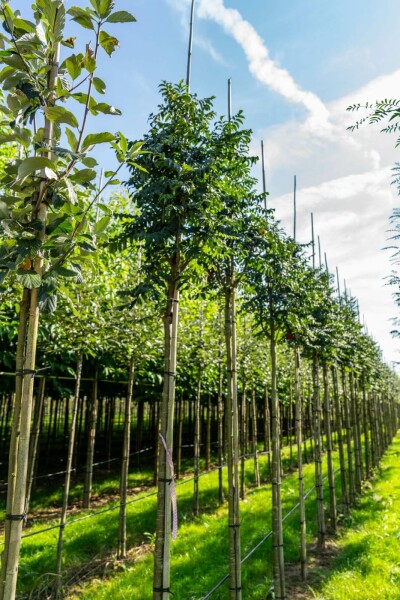 Sorbus aucuparia 'Fastigiata' hoogstam 10/12