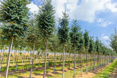 Sorbus aucuparia 'Fastigiata' hoogstam 10/12