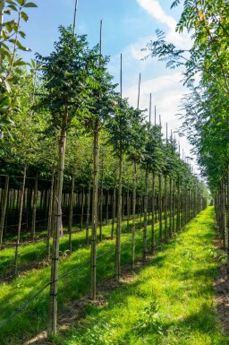 Sorbus aucuparia 'Fastigiata' hoogstam 10/12