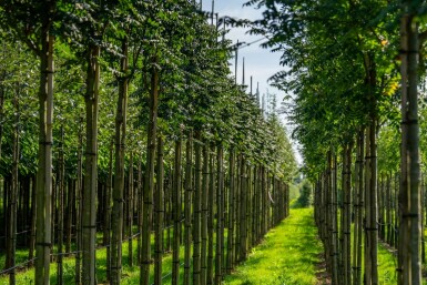 Sorbus aucuparia 'Fastigiata' hoogstam 10/12