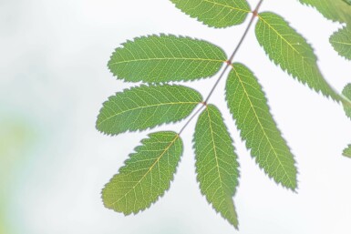 Sorbus aucuparia 'Fastigiata' hoogstam 10/12