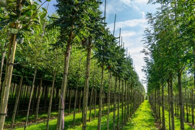 Sorbus aucuparia 'Fastigiata' hoogstam 10/12