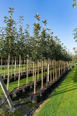 Sorbus intermedia hoogstam 10/12