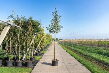 Sorbus intermedia hoogstam 10/12