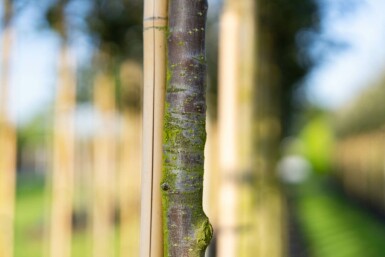 Sorbus intermedia hoogstam 10/12