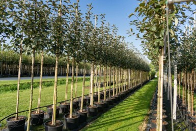 Zweedse meelbes Sorbus intermedia Hoogstam stamomtrek 6-8 P Sorbus intermedia hoogstam 6/8