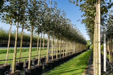 Sorbus intermedia hoogstam 10/12