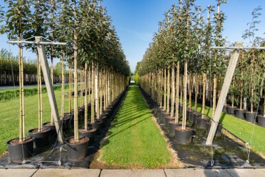 Sorbus intermedia hoogstam 10/12