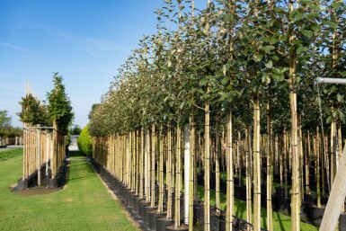 Sorbus intermedia hoogstam 10/12