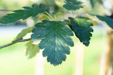 Zweedse meelbes Sorbus intermedia Hoogstam stamomtrek 6-8 P Sorbus intermedia hoogstam 6/8