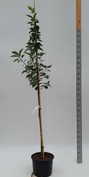 Zweedse meelbes Sorbus intermedia 'Brouwers' Hoogstam stamomtrek 8-10 P Sorbus intermedia 'Brouwers' hoogstam 8/10