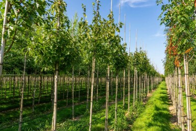 Sorbus torminalis hoogstam 4/6 (spil)