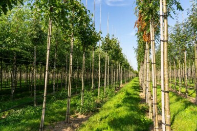 Sorbus torminalis hoogstam 4/6 (spil)
