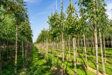 Sorbus torminalis hoogstam 4/6 (spil)