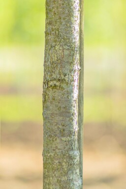 Sorbus torminalis hoogstam 4/6 (spil)