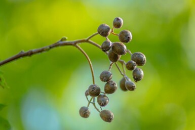 Sorbus torminalis hoogstam 4/6 (spil)