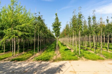 Sorbus torminalis hoogstam 4/6 (spil)