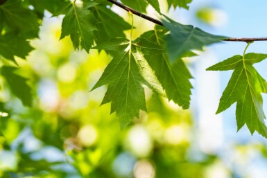Sorbus torminalis hoogstam 4/6 (spil)