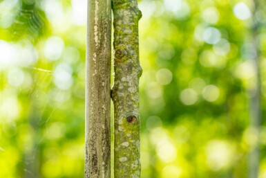 Sorbus torminalis hoogstam 4/6 (spil)
