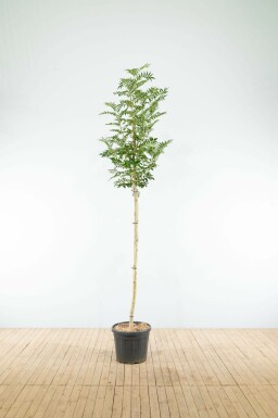 Sorbus 'Dodong' hoogstam