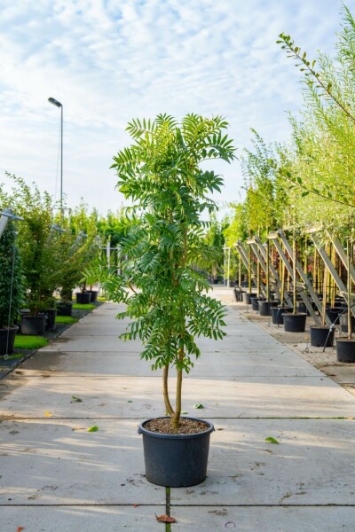 Sorbus 'Dodong' meerstammig 150-175